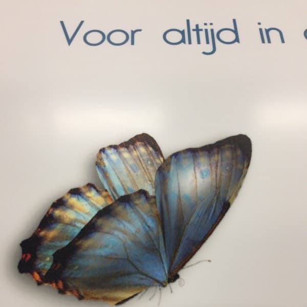 UV print van een vlinder op solid surface